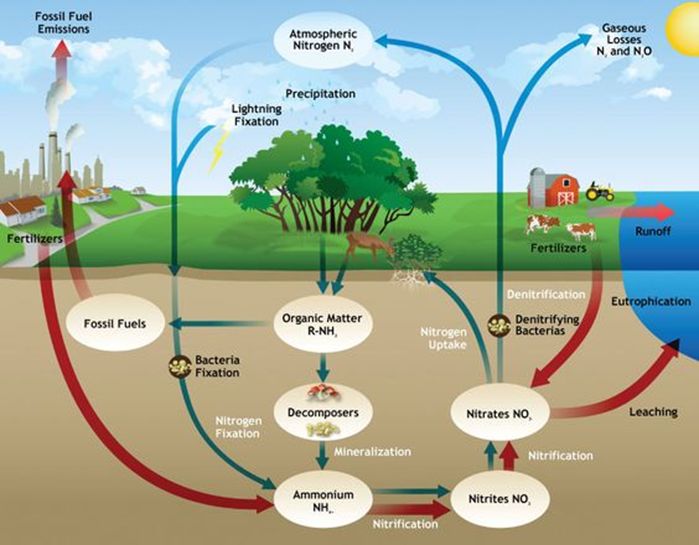 The nitrogen cycle - LandWISE - Promoting sustainable land management